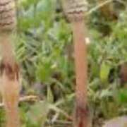 ヒメ日記 2026/04/09 07:47 投稿 柚木　ちはる エテルナ京都