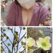 ヒメ日記 2025/04/11 16:50 投稿 小川今日子 五十路マダム 新居浜店（カサブランカグループ）