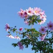 ヒメ日記 2025/11/08 19:06 投稿 小川今日子 五十路マダム 新居浜店（カサブランカグループ）