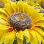 ヒメ日記 2025/05/02 22:55 投稿 まひろ ぷるるんギャング