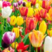 ヒメ日記 2025/04/16 11:30 投稿 うらら 完熟ばなな 上野店