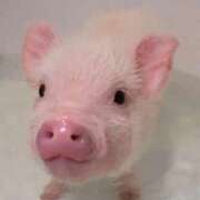 ヒメ日記 2026/01/18 14:22 投稿 さえ☆ 豊橋豊川ちゃんこ