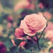 ヒメ日記 2026/01/22 02:42 投稿 さえ☆ 豊橋豊川ちゃんこ