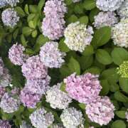 ヒメ日記 2025/06/13 19:24 投稿 なな ラブ＆ナース