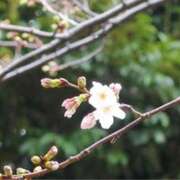 ヒメ日記 2025/04/08 08:01 投稿 かぐや 石巻 奥様食堂