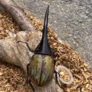 ヒメ日記 2025/05/11 20:31 投稿 かぐや 石巻 奥様食堂