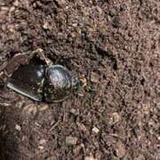 ヒメ日記 2025/06/18 06:21 投稿 かぐや 石巻 奥様食堂