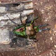 ヒメ日記 2025/07/19 22:31 投稿 かぐや 石巻 奥様食堂