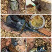 ヒメ日記 2025/07/26 14:31 投稿 かぐや 石巻 奥様食堂