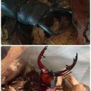 ヒメ日記 2025/08/13 23:01 投稿 かぐや 石巻 奥様食堂