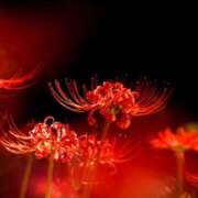 ヒメ日記 2025/09/20 09:31 投稿 かぐや 石巻 奥様食堂