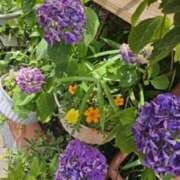 ヒメ日記 2025/06/09 11:11 投稿 つばさ 石巻 奥様食堂