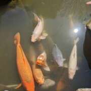 ヒメ日記 2025/02/22 09:21 投稿 奈穂 石巻 奥様食堂