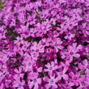 ヒメ日記 2025/03/10 08:21 投稿 奈穂 石巻 奥様食堂