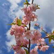 ヒメ日記 2025/04/07 09:51 投稿 奈穂 石巻 奥様食堂