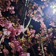 ヒメ日記 2025/04/14 22:31 投稿 奈穂 石巻 奥様食堂