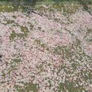 ヒメ日記 2025/04/23 08:36 投稿 奈穂 石巻 奥様食堂