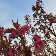 ヒメ日記 2025/05/02 08:51 投稿 奈穂 石巻 奥様食堂