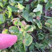 ヒメ日記 2025/05/12 08:21 投稿 奈穂 石巻 奥様食堂