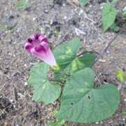 ヒメ日記 2025/06/14 09:21 投稿 奈穂 石巻 奥様食堂