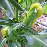 ヒメ日記 2025/07/18 08:31 投稿 奈穂 石巻 奥様食堂