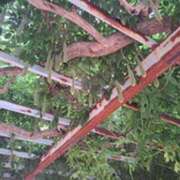 ヒメ日記 2025/07/29 22:11 投稿 奈穂 石巻 奥様食堂