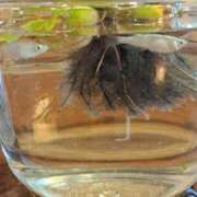 ヒメ日記 2025/08/07 08:41 投稿 奈穂 石巻 奥様食堂