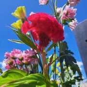 ヒメ日記 2025/08/15 14:11 投稿 奈穂 石巻 奥様食堂