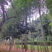 ヒメ日記 2025/08/26 08:21 投稿 奈穂 石巻 奥様食堂