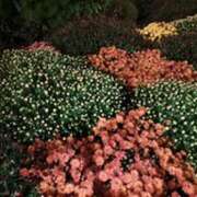 ヒメ日記 2025/10/17 03:31 投稿 奈穂 石巻 奥様食堂