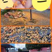 ヒメ日記 2025/10/17 10:41 投稿 奈穂 石巻 奥様食堂