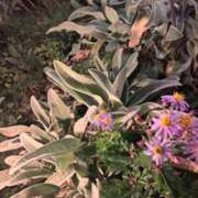 ヒメ日記 2025/12/13 22:41 投稿 奈穂 石巻 奥様食堂