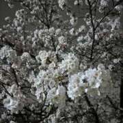 ふく 出勤予定 石巻 奥様食堂