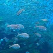 ヒメ日記 2025/07/11 06:01 投稿 みほ 石巻 奥様食堂