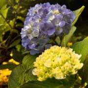 ヒメ日記 2025/07/18 11:02 投稿 みほ 石巻 奥様食堂