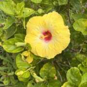 ヒメ日記 2025/07/22 05:21 投稿 みほ 石巻 奥様食堂