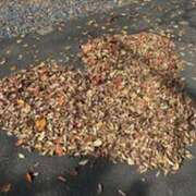 ヒメ日記 2025/11/04 06:41 投稿 みほ 石巻 奥様食堂