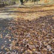 ヒメ日記 2025/11/13 06:11 投稿 みほ 石巻 奥様食堂