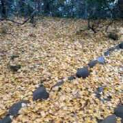 ヒメ日記 2025/11/18 07:21 投稿 みほ 石巻 奥様食堂