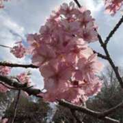 ヒメ日記 2026/04/05 10:04 投稿 みほ 石巻 奥様食堂