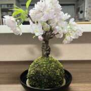 ヒメ日記 2025/03/18 02:41 投稿 ルナ 石巻 奥様食堂