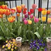 ヒメ日記 2025/04/24 02:11 投稿 ルナ 石巻 奥様食堂