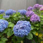 ヒメ日記 2025/06/12 12:26 投稿 Kaho Hiiragi ELEGANT－エレガント－