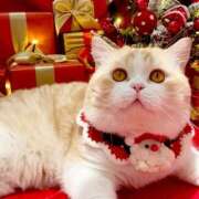 ヒメ日記 2024/12/24 12:30 投稿 あかね 鹿児島人妻 楊貴妃