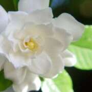 ヒメ日記 2025/03/16 12:45 投稿 あかね 鹿児島人妻 楊貴妃