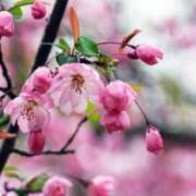 ヒメ日記 2025/03/25 12:31 投稿 あかね 鹿児島人妻 楊貴妃