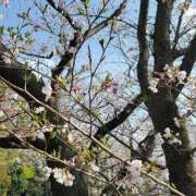 ヒメ日記 2025/04/04 12:31 投稿 あかね 鹿児島人妻 楊貴妃