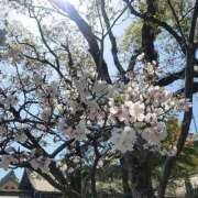 ヒメ日記 2025/04/11 12:31 投稿 あかね 鹿児島人妻 楊貴妃