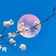 ヒメ日記 2025/04/13 12:45 投稿 あかね 鹿児島人妻 楊貴妃