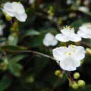 ヒメ日記 2025/06/13 00:43 投稿 あかね 鹿児島人妻 楊貴妃